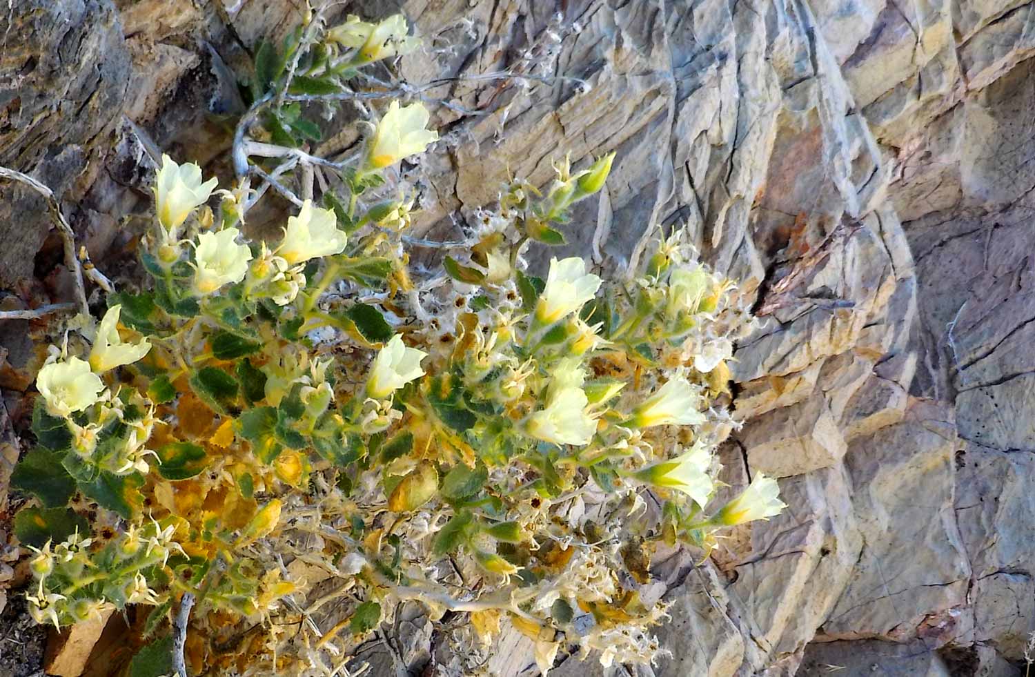 Yellow bud bush on canyon wall of Devils Hole, Ash Meadows National Wildlife Refuge