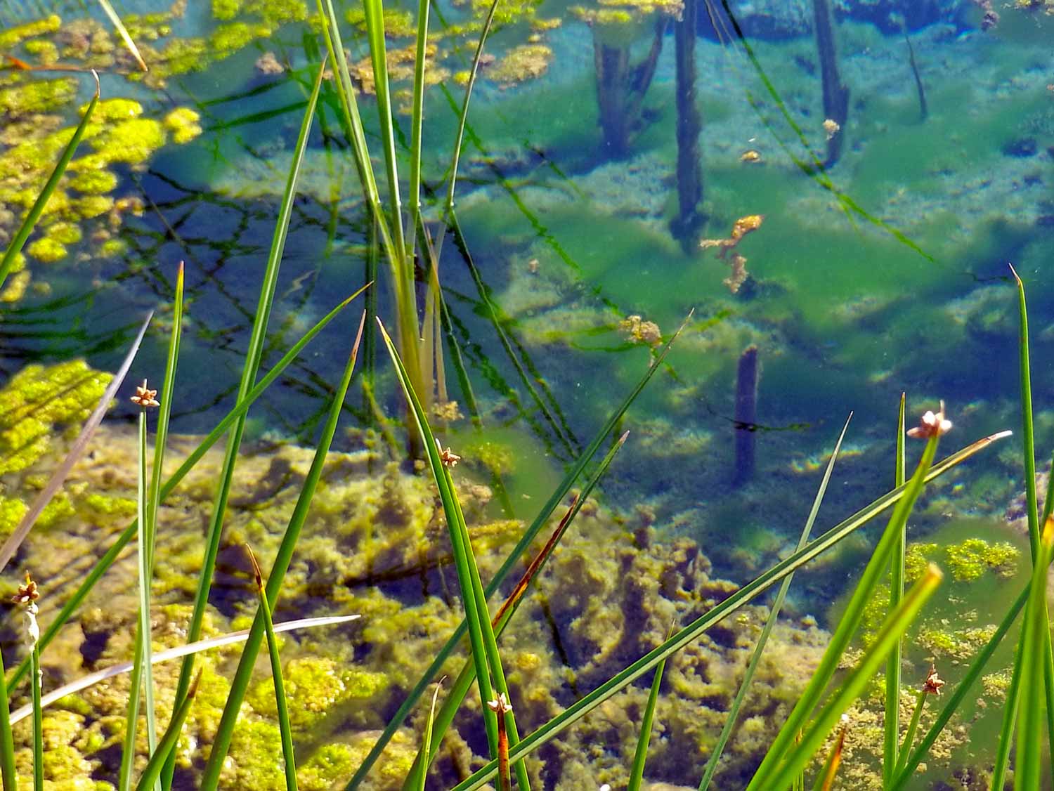 Close up of algae and marsh greenery with spring water in background