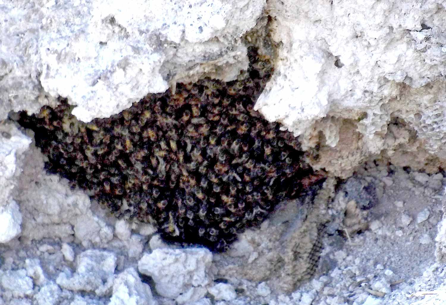 Bees in a hive in a rock formation along the trail