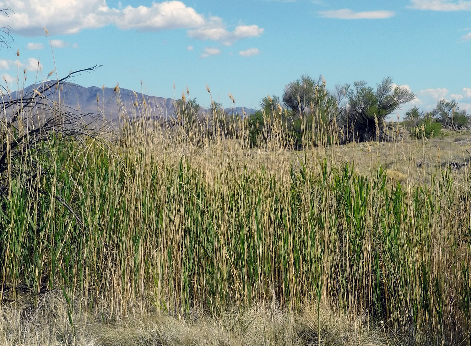 reeds along the spring