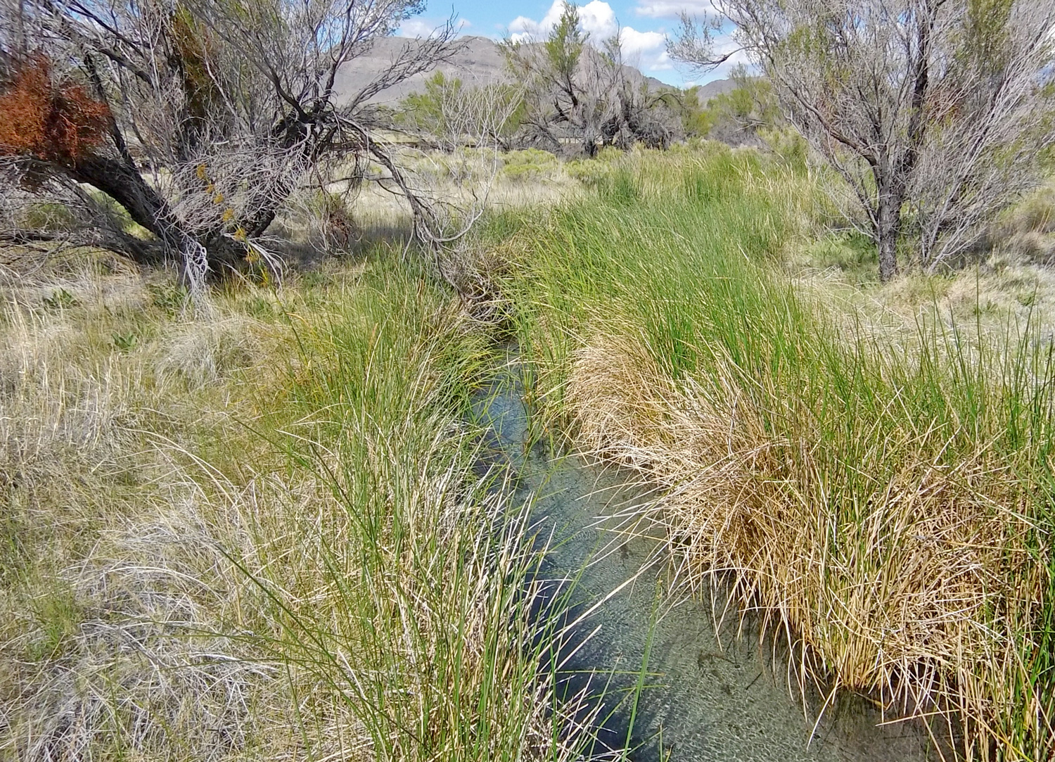 creek feed by spring